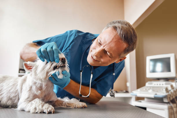 Best 24-Hour Dental Clinic Near Me  in South Highpoint, FL